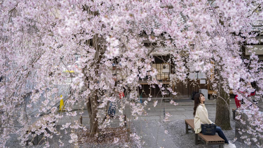 Japan's cherry blossom season dazzles locals and tourists