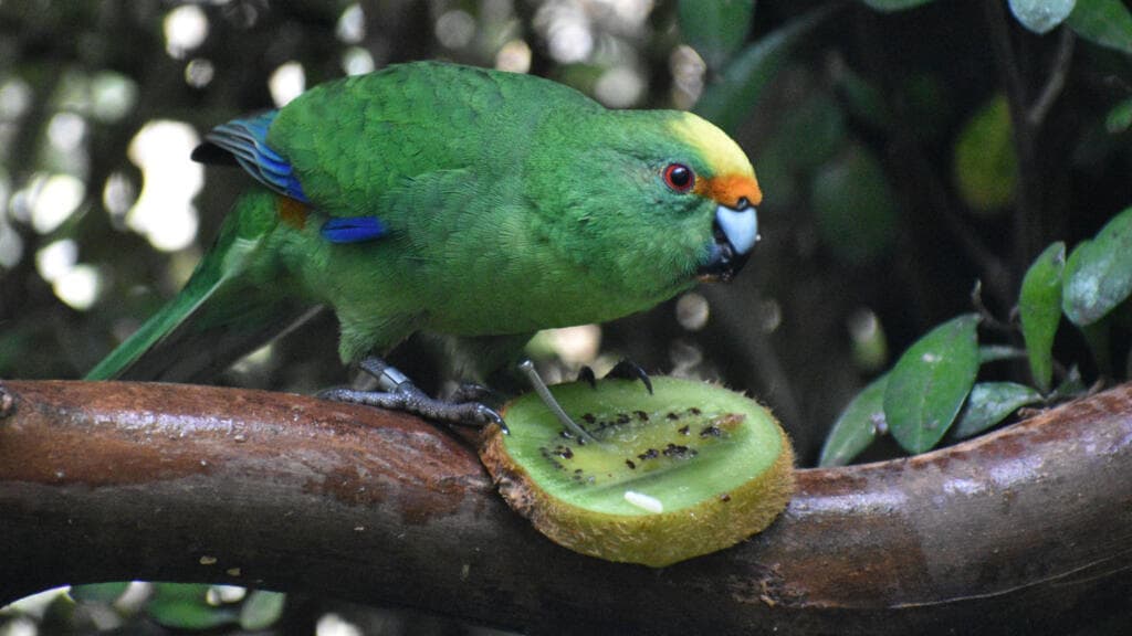Critically endangered New Zealand parakeet gets lifeline from randy pair