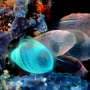 Electrical pulses reverse aging in sea squirts, offering clues for extending human longevity