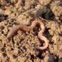 What happens to microplastics when swallowed? In earthworms, they do not leave the digestive tract