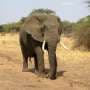 Why vague conservation targets are failing some vulnerable species