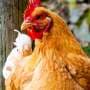Scattered insects offer practical boost to poultry welfare, new research shows