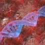 Chromosome model links one steady motor to shape shift needed for cell division