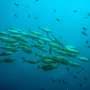 Fish can pass PFAS safety limits one chemical at a time, but cocktail effects reveal a bigger unseen risk