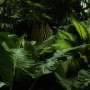 Scientists discover 'hyperparasite' in Malaysia Borneo jungle