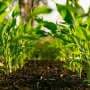 Locked-in food system slows Europe's green shift, article warns