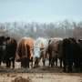US reports second case of dangerous livestock pest