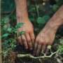 Urban gardens may contain lead. Here's what the research says about the hidden health risk