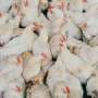 New research offers practical biosecurity tools to limit poultry disease spread