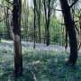 Greater international cooperation is needed to achieve the UN's global forest goals