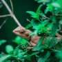 Why cells started sticking together could help explain how animals first evolved