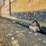 A baby bird's wish list: Mild weather, attentive parents, not being the smallest sibling