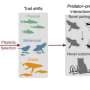 Humans reshape predator-prey rules across food webs, creating a challenging new world for wildlife