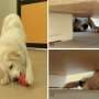 Is your dog a lefty? New 'Doginburgh' test captures paw preference