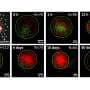 Particle-by-particle tracking reveals uneven nanoparticle drug release
