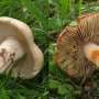 Revised mushroom toxin pathway could improve poisoning detection