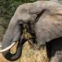 Elephant declines could trigger wider ecosystem losses in African savannas, 15-year test shows