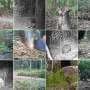 AI to rescue Australian wildlife research drowning in data