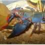 Australia adds 33 spiny crayfish species to threatened list after megafires