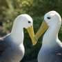 Seabird world shrinks as oceans warm, forcing longer flights to survive