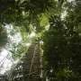 Amazon rainforest emits new stress-defense molecules during El Niño drought