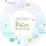 Analytical framework tracks response diversity over time, linking it to ecosystem stability