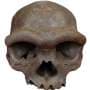Ancient tooth proteins suggest Homo erectus may have left a genetic legacy in people today