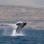 Arabian Sea humpback whale's long-distance trip further highlights species' unique ecology