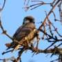 Twilight hunt reveals falcon feasting on unusual prey at Greek lagoon
