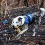 Help wanted: Australian conservation group seeks new koala rescue dog
