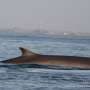Blue and fin whale sightings on the rise in the Southeast Atlantic