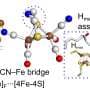 Bridged or not? Scientists uncover a key step in hydrogenase assembly