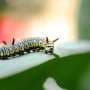 Plant diversity may explain why some caterpillars are fussy about their food