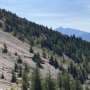 Canadian Rockies study shows that spruce trees adapt to rugged peaks and boreal flatlands in a similar way
