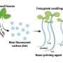 Sweet basil carbon dots show potential for sustainable agriculture