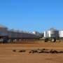 Carnaby's cockatoos exposed to dangerous pesticide concentrations in WA's Wheatbelt