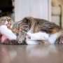 Silver vine or catnip? When cats can choose, silver vine wins