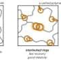 Precise polymer 'knots' uncover hidden slack for designing ultra-tough and responsive smart materials
