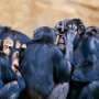 How animals use leveling behaviors to put alphas in their place