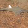Climate change is causing fish to move to cooler water—what if their escape route is blocked?