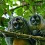 Climate change spurs weight gain in owl monkeys