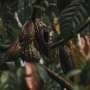 Amazonian cocoa has a new edge: Two standout cultivars could change how growers fight witches' broom