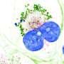 Scientists discover collagen, the human body's most abundant protein, is liquid-like inside cells