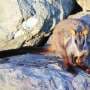 Complex habitat crucial to brush-tailed rock-wallaby survival