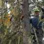 Moderate thinning increased hair lichens, while heavy cuts reduced them in Sweden