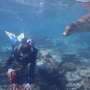 Coral refuges in Western Australia resist 2025 bleaching through record marine heat