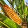 How social science helps keep bugs off corn