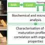 Bacteria found in artisan cheeses may ease disease
