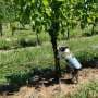 Dogs uncover invasive pests that experts missed in real-world vineyard tests