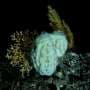 Deep‑sea sponges survive in complete darkness in ways we didn't know before